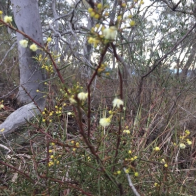 Acacia genistifolia (Early Wattle) at Canberra Central, ACT - 28 Jun 2018 by liztav