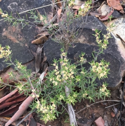 Monotoca scoparia (Broom Heath) at Canberra Central, ACT - 28 Jun 2018 by liztav