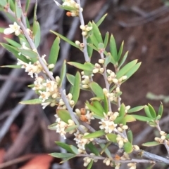 Monotoca scoparia at Canberra Central, ACT - 28 Jun 2018