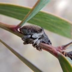 Gonipterus suturalis (Eucalypt weevil) at Cook, ACT - 27 Jun 2018 by CathB