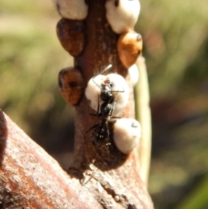 Camponotus sp. (genus) at Cook, ACT - 25 Jun 2018