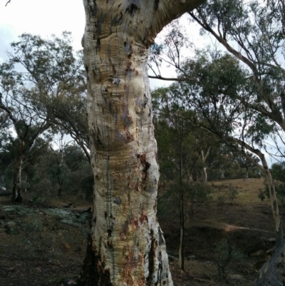 Eucalyptus rossii (Inland Scribbly Gum) at Symonston, ACT - 28 Jun 2018 by JackyF