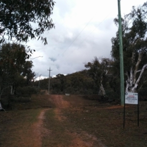 Eucalyptus rossii at Symonston, ACT - 28 Jun 2018