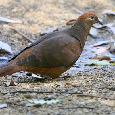 Macropygia phasianella (Brown Cuckoo-dove) at Burrill Lake, NSW - 13 Oct 2015 by Charles Dove