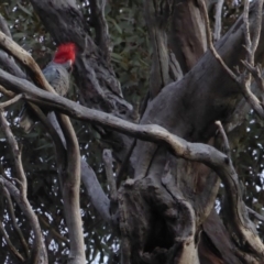 Callocephalon fimbriatum (Gang-gang Cockatoo) at Hughes, ACT - 28 Jun 2018 by JackyF