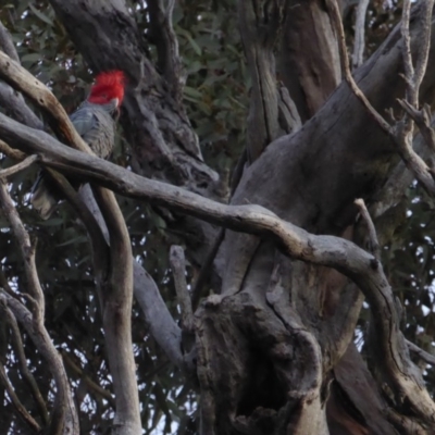 Callocephalon fimbriatum (Gang-gang Cockatoo) at Hughes, ACT - 28 Jun 2018 by JackyF