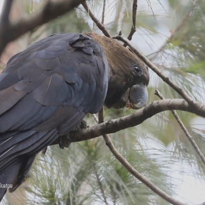 Calyptorhynchus lathami (Glossy Black-Cockatoo) at Lake Conjola, NSW - 25 Oct 2015 by Charles Dove