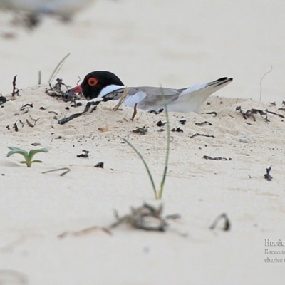 Charadrius rubricollis (Hooded Plover) at South Pacific Heathland Reserve - 26 Oct 2015 by CharlesDove