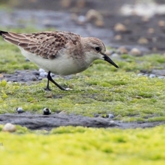 Calidris ruficollis (Red-necked Stint) at South Pacific Heathland Reserve - 25 Oct 2015 by Charles Dove