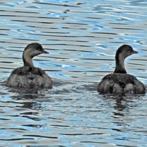 Poliocephalus poliocephalus at Fyshwick, ACT - 28 Jun 2018