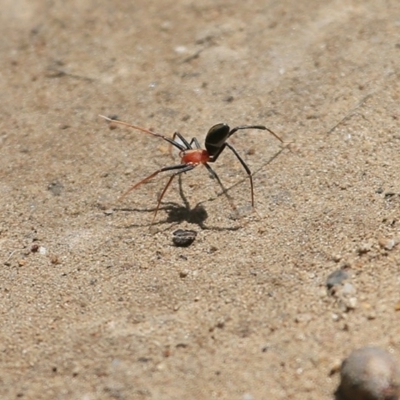 Leptomyrmex erythrocephalus (Spider ant) at Meroo National Park - 11 Oct 2015 by Charles Dove