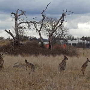 Macropus giganteus at Fyshwick, ACT - 28 Jun 2018 02:00 PM