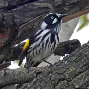 Phylidonyris novaehollandiae at Fyshwick, ACT - 28 Jun 2018 01:17 PM