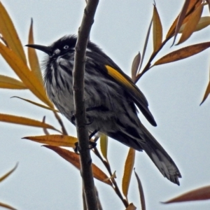 Phylidonyris novaehollandiae at Fyshwick, ACT - 28 Jun 2018