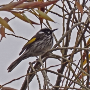 Phylidonyris novaehollandiae at Fyshwick, ACT - 28 Jun 2018 01:17 PM