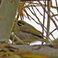 Caligavis chrysops (Yellow-faced Honeyeater) at Fyshwick, ACT - 28 Jun 2018 by RodDeb