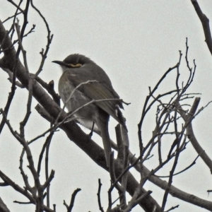 Caligavis chrysops at Fyshwick, ACT - 28 Jun 2018 01:28 PM