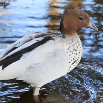 Chenonetta jubata (Australian Wood Duck) at Lake Conjola, NSW - 1 Oct 2015 by Charles Dove