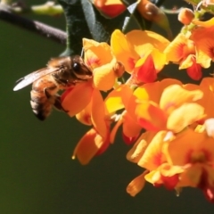 Apis mellifera (European honey bee) at Lake Conjola, NSW - 2 Oct 2015 by CharlesDove