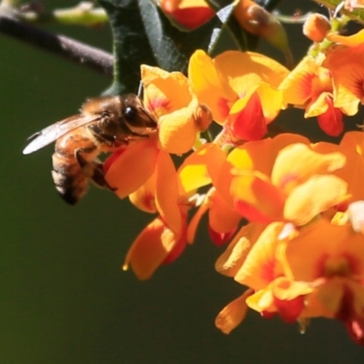 Apis mellifera (European honey bee) at Lake Conjola, NSW - 2 Oct 2015 by CharlesDove