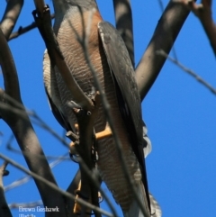 Tachyspiza fasciata (Brown Goshawk) at South Pacific Heathland Reserve - 5 Oct 2015 by Charles Dove