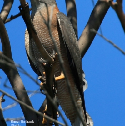 Tachyspiza fasciata (Brown Goshawk) at South Pacific Heathland Reserve - 5 Oct 2015 by Charles Dove