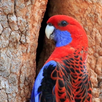 Platycercus elegans (Crimson Rosella) at Lake Conjola, NSW - 1 Oct 2015 by Charles Dove