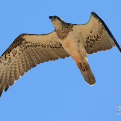 Pandion haliaetus (Osprey) at Undefined - 5 Oct 2015 by Charles Dove