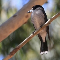 Cracticus torquatus (Grey Butcherbird) at Lake Conjola, NSW - 6 Oct 2015 by CharlesDove