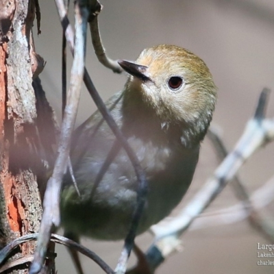 Sericornis magnirostra (Large-billed Scrubwren) at Woodstock, NSW - 9 Oct 2015 by CharlesDove