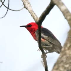 Myzomela sanguinolenta (Scarlet Honeyeater) at Lake Conjola, NSW - 4 Oct 2015 by Charles Dove