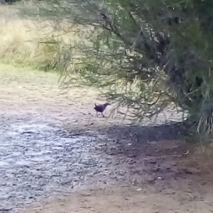 Gallirallus philippensis at Watson, ACT - 12 Jun 2018