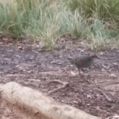 Gallirallus philippensis at Watson, ACT - 12 Jun 2018