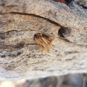 Isodontia sp. (genus) at Tuggeranong DC, ACT - 23 Jun 2018 01:23 PM