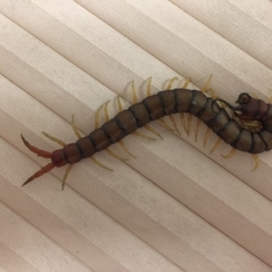 Scolopendromorpha (order) at Kambah, ACT - 28 Jun 2018 08:17 PM