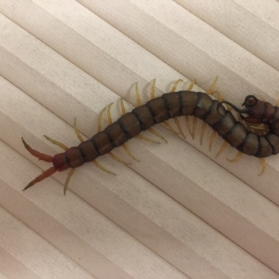 Scolopendromorpha (order) (A centipede) at Kambah, ACT - 28 Jun 2018 by Soo