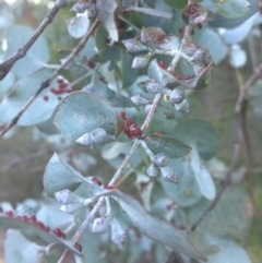 Eucalyptus cinerea at Oallen, NSW - 24 Jun 2018