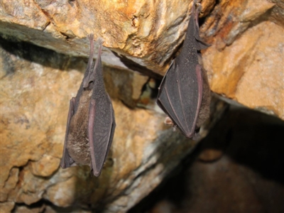 Rhinolophus megaphyllus (Eastern Horseshoe Bat) - 27 Jun 2018 by KarenDavis