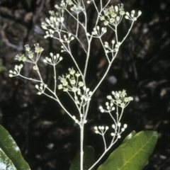 Astrotricha latifolia (Broad-leaf Star Hair) at Wamban, NSW - 11 Nov 1996 by BettyDonWood