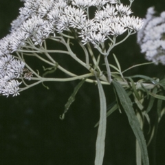 Cassinia trinerva (Three-veined Cassinia) at Wamban, NSW - 28 Dec 1996 by BettyDonWood