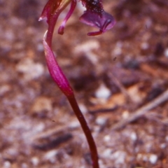 Chiloglottis reflexa (Short-clubbed Wasp Orchid) at Genoa, VIC - 8 Apr 1999 by BettyDonWood