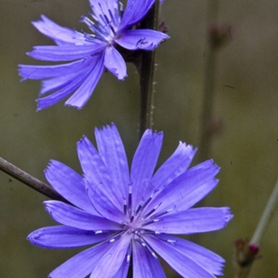 Cichorium intybus (Chicory) at Bodalla, NSW - 10 Dec 1996 by BettyDonWood