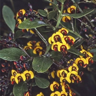 Daviesia buxifolia (Box-leaf Bitter-pea) at Nungatta, NSW - 24 Oct 1997 by BettyDonWood