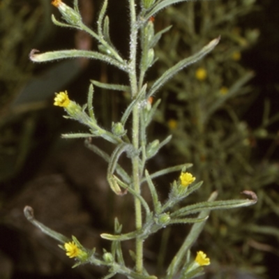 Dittrichia graveolens (Stinkwort) at Potato Point, NSW - 8 Apr 1996 by BettyDonWood