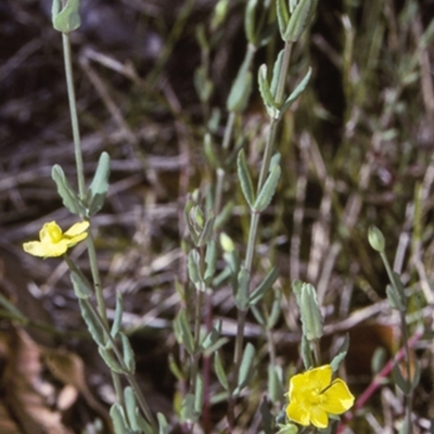 Hypericum gramineum (Small St Johns Wort) at Turlinjah, NSW - 9 Nov 1996 by BettyDonWood