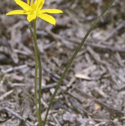 Hypoxis hygrometrica var. villosisepala (Golden Weather-grass) at Turlinjah, NSW - 21 Nov 1996 by BettyDonWood