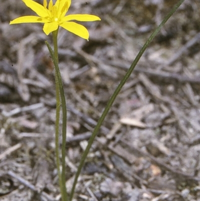 Hypoxis hygrometrica var. villosisepala (Golden Weather-grass) at Turlinjah, NSW - 20 Nov 1996 by BettyDonWood