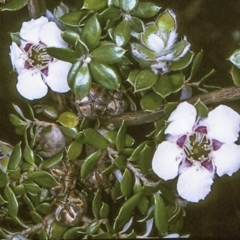 Leptospermum deuense at Bodalla, NSW - 10 Nov 1996 by BettyDonWood