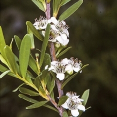 Leptospermum emarginatum (Twin Flower Teatree) at Wamban, NSW - 29 Dec 1996 by BettyDonWood