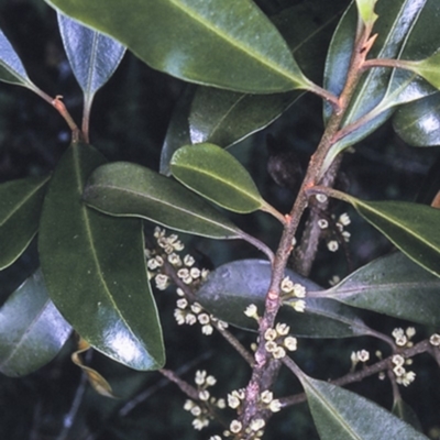 Myrsine howittiana (Brush Muttonwood) at Wamban, NSW - 28 Dec 1996 by BettyDonWood